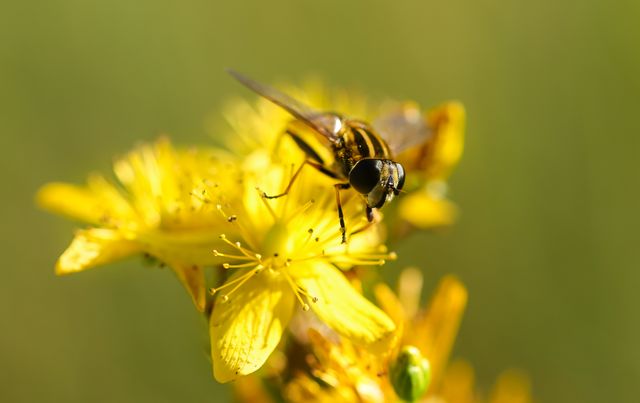 Close-up of bee gathering pollen from bright yellow flowers. Ideal for illustrating pollination process, nature, wildlife, gardening, environmental themes, or seasonal content related to spring and summer.