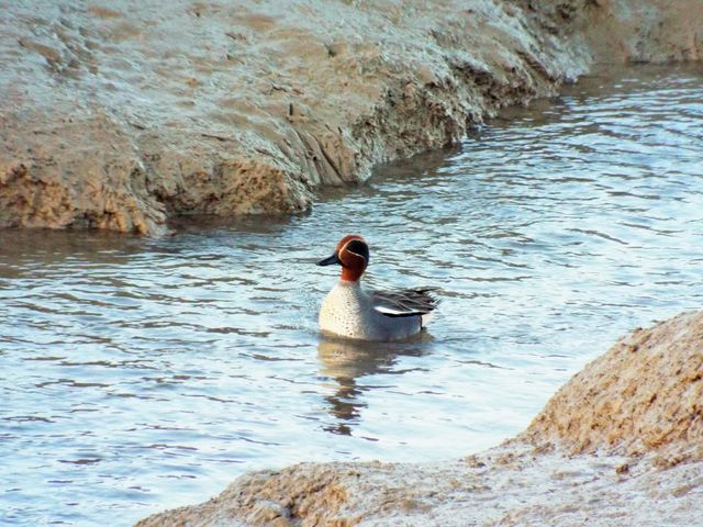 Duck swimming in a calm stream with muddy banks on either side. Ideal for use in topics related to nature, wildlife photography, wetland habitats, tranquility, and environmental conservation.