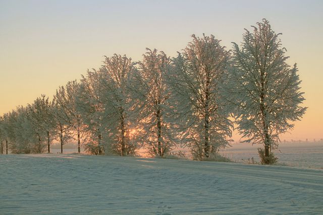 Beautiful Winter Morning with Frost-Covered Trees - Download Free Stock Photos Pikwizard.com