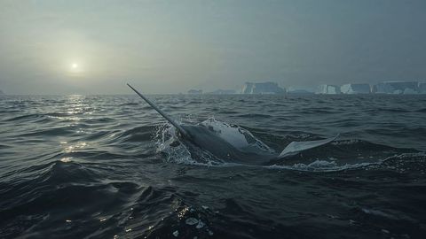 Narwhal swordfish breaching polar waters near icebergs