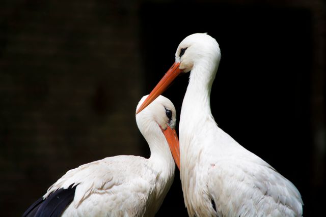 Two white storks showing affection, creating an intimate and serene moment in wildlife. Ideal for use in nature and wildlife articles, environmental awareness campaigns, and educational content on animal behaviors.