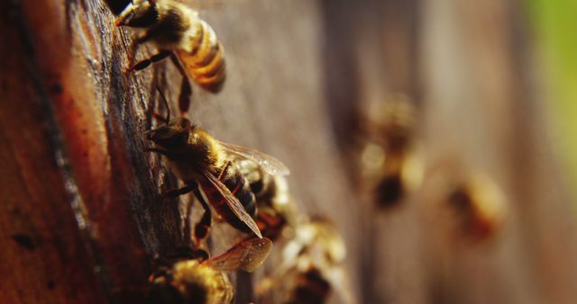 Busy honey bees seen close-up while working on their hive. This image captures the intricate details of bees as they contribute to honey production and pollination. Ideal for illustrating concepts related to nature, pollinators, beekeeping, and the importance of bees in ecosystems.