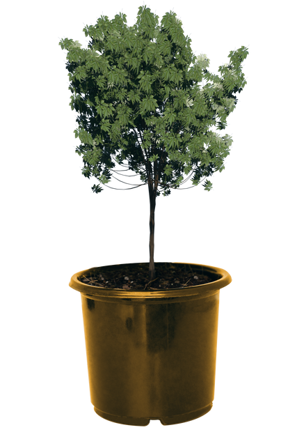 Transparent Graphics Potted Plant - Download Free Stock Videos Pikwizard.com