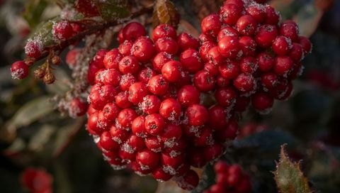 Glistening frosted red berry cluster on serrated leaves closeup for holiday design
