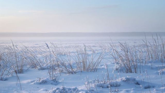 Misty winter beach grass stretching across frozen snowfield on calm dawn coastal plain