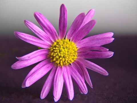Macro Purple Daisy with Bright Yellow Center on Dark Background for Floral Design