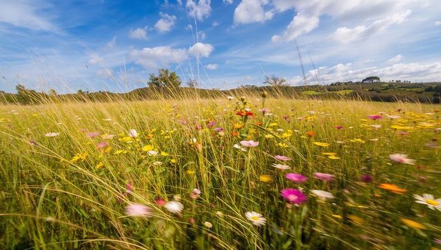 Colorful wildflower meadow swaying in summer breeze with rolling hills and blue sky