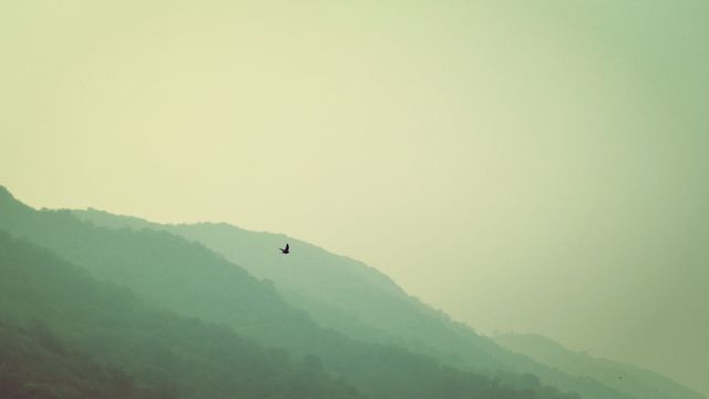 Lone bird soaring above misty mountain ridges bathed in soft sunrise light. Ideal for nature themes, tranquility, or calmness. Suitable for backgrounds, inspirational content, or environmental campaigns.