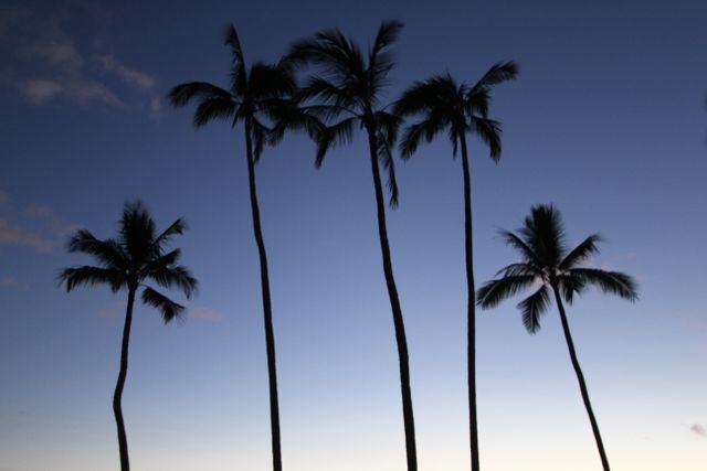 This serene scenery showcases the silhouette of palm trees at sunset with a dark blue sky as the backdrop. Perfect for travel, nature, and relaxation campaigns, it evokes a sense of calm and tranquility. Ideal for use in vacation brochures, tropical-themed advertisements, and digital background screens.