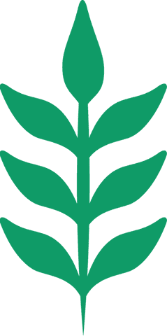 Stylized green plant branch with transparent background