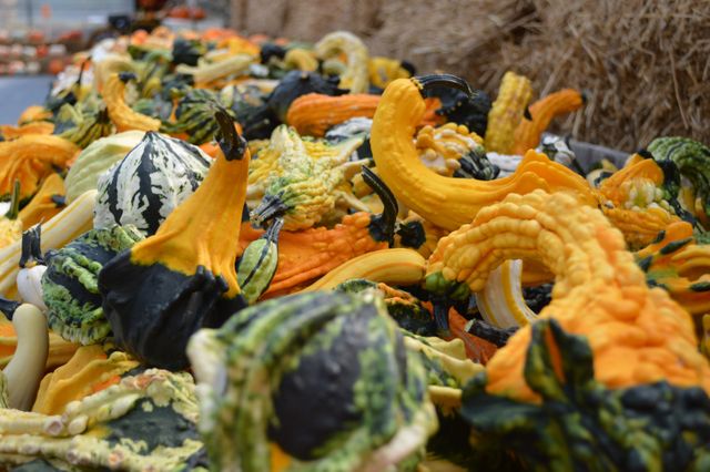 Perfect for fall-themed decor projects, illustrating autumn harvest, or promoting seasonal markets and events. The diverse colors and textures of the gourds create an appealing visual that represents the richness and bounty of the fall season.