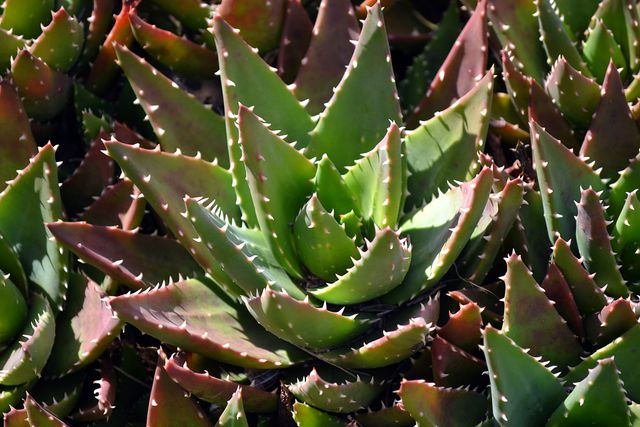 Close-up view of aloe vera plant displaying thorny leaves in various shades of green and red. Can be used for themes related to nature, gardening, botanical studies, natural remedies, and health.