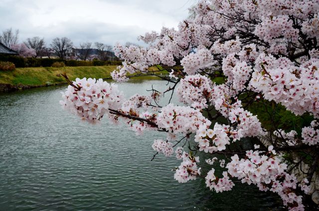 beautiful landscape with lake, grassland and pink blossomed flowers on a tree branch. Spring season concept
