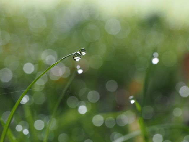 Drops of Morning Dew on Grass with Soft Bokeh Background - Download Free Stock Photos Pikwizard.com