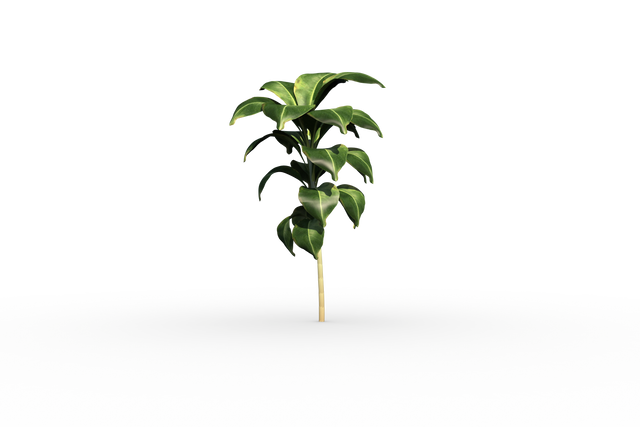 Transparent Green Seedling Growing with Fresh Leaves Illustration - Download Free Stock Videos Pikwizard.com