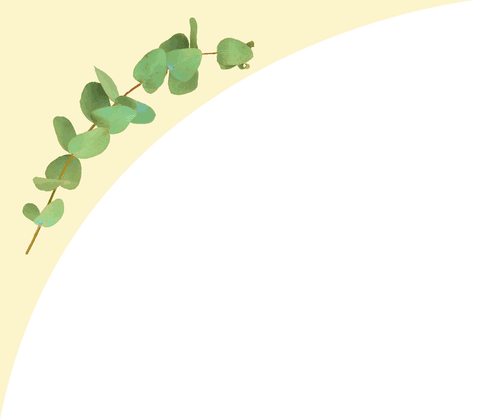 Minimalist Eucalyptus Branch with Transparent Background
