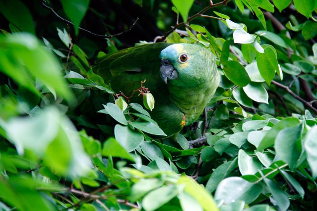 Close-up image showcasing a green parrot resting amid dense, green foliage. Perfect for nature enthusiasts, wildlife photography prints, aviary information, or adding a tropical ambiance in homes and offices.
