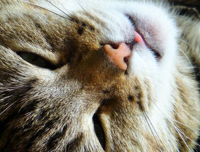Close-Up of Cat's Face in Relaxed Pose - Download Free Stock Photos Pikwizard.com