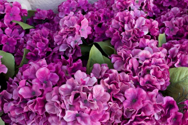 Perfect for use in nature-themed projects, gardening websites, floral calendar designs, or botanical illustrations. Captures the vibrant and lush appearance of hydrangeas and can be used as a background in gardening blogs, flower shop advertisements, or nature photography portfolios.