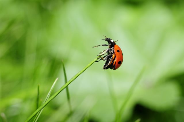 Macro shot of red ladybug balancing on tip of green grass blade. Can be used in nature and entomology projects, educational materials for children, environmental campaigns, and outdoor activity advertisements.