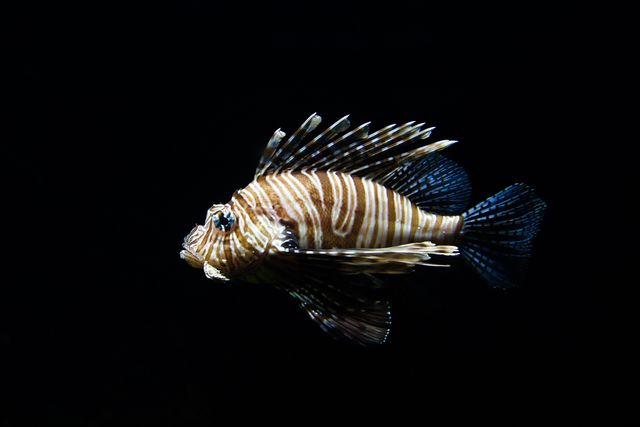 Lionfish Swimming in Dark Ocean Water - Download Free Stock Photos Pikwizard.com