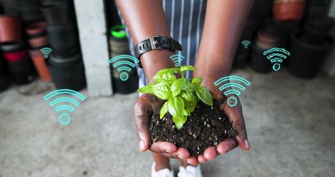 Hands holding basil seedling with wi-fi icons representing smart urban gardening