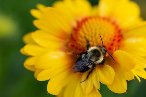 Bumblebee Resting on Vibrant Yellow Flower