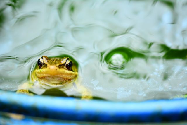 Frog peeking out of the water, creating ripples around it. Useful for topics related to wildlife, nature conservation, ponds, and animal behavior. Can be used in educational materials, nature documentaries, and environmental blogs.