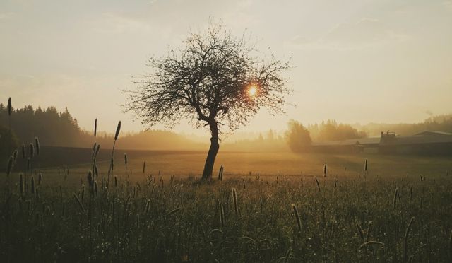 Capturing a solitary tree illuminated by the soft glow of a rising sun through morning mist on a quiet countryside field. This serene and atmospheric scene symbolizes tranquility and fresh beginnings. Ideal for use in themes of peace, relaxation, nature appreciation, and solitude.