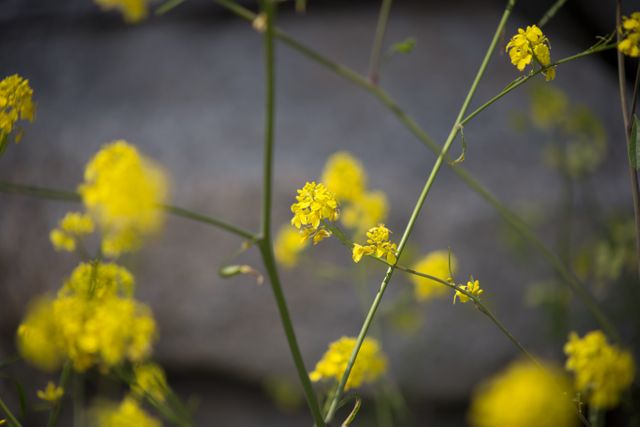 Yellow wildflowers blooming with vibrant petals and green stems in an outdoor natural setting. Ideal for use in nature-themed content, gardening blogs, floral advertisements, and summer-related designs.
