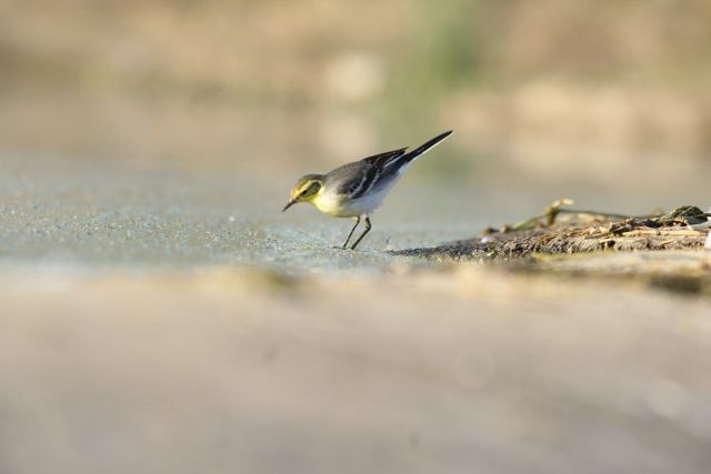 Yellow wagtail bird pecking on the shoreline, appearing focused. Great for nature and wildlife topics, educational materials on birds, ornithology content, and environmental awareness campaigns.