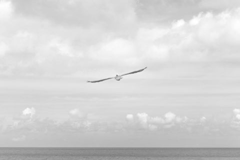Solitary pelican gliding over calm ocean black and white minimal seascape