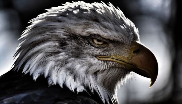 Majestic bald eagle head displaying piercing eye, hooked beak and textured white feathers
