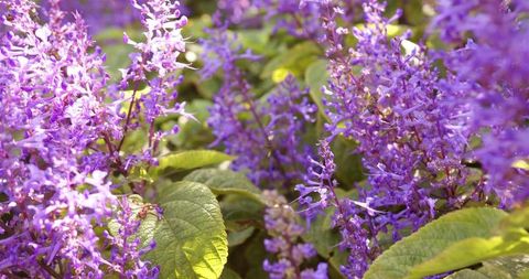 Vibrant Purple Flowers Blooming in Sunlit Garden - Download Free Stock Images Pikwizard.com