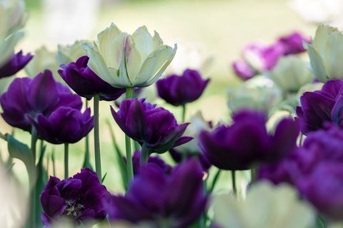 Cream and Deep Purple Double Tulips Close-Up in Sunlit Spring Garden, Soft Bokeh Floral Background