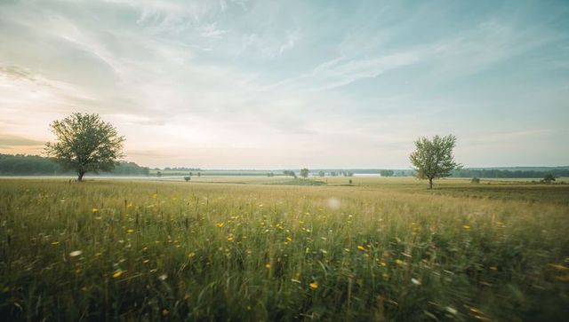 Golden wildflower meadow at dawn with lone trees and wetland horizon, calm countryside