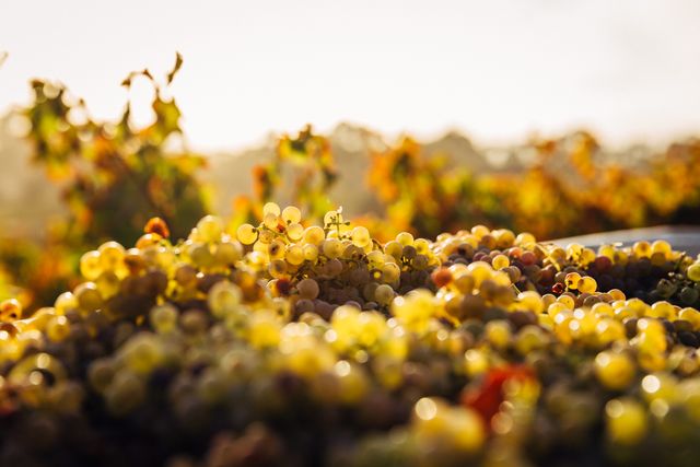 Grapes basking in golden sunlight with a soft focus vineyard background. Suitable for use in agricultural promotions, wine and grape product advertisements, and autumn harvest celebrations.