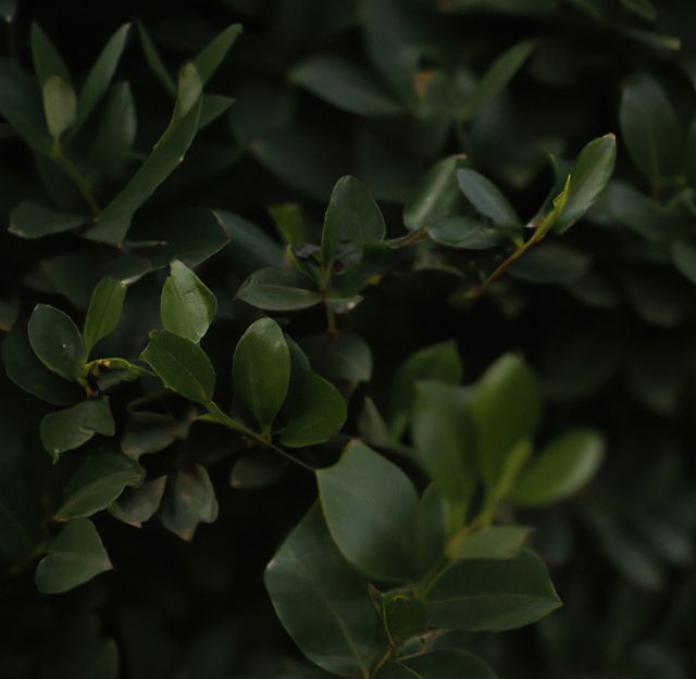 Close up of bushes with multiple green leaves in garden. Leaves, bushes, ecology and nature concept.