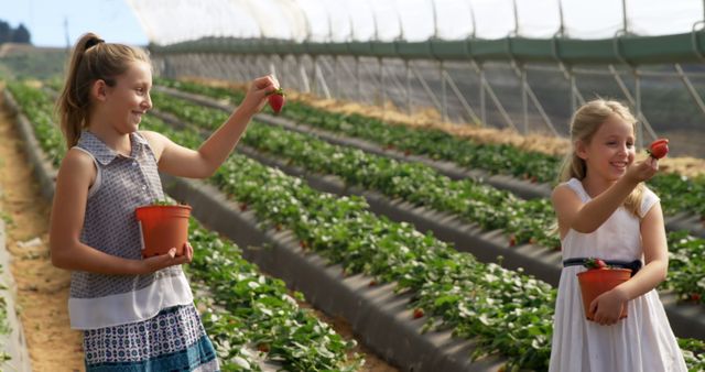 Two young girls with pots enjoy strawberry picking inside a greenhouse. Perfect for concepts related to family activities, sustainable agriculture, fresh produce, and summer outdoor fun.