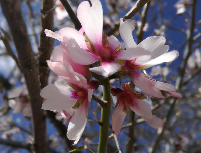 Close-up view of pink and white blossoms blooming on a tree branch with a blue sky background. Fresh, delicate petals signify the beauty of spring, ideal for themes related to nature, gardening, and seasonal changes. Suitable for use in prints, publications, and decor focusing on floral beauty and natural environments.