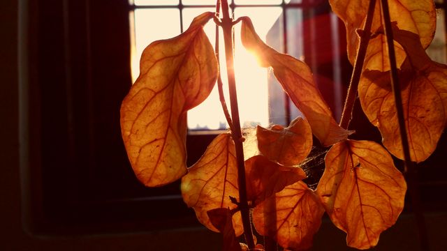 Sunlight Streaming Through Dry Brown Leaves in Autumn - Download Free Stock Photos Pikwizard.com