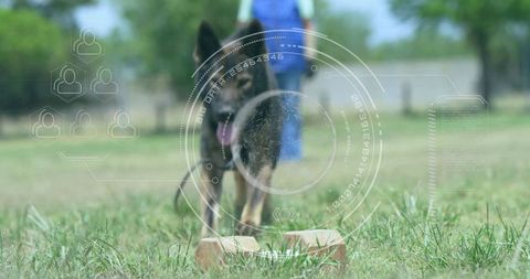 German shepherd standing alertly during outdoor training session