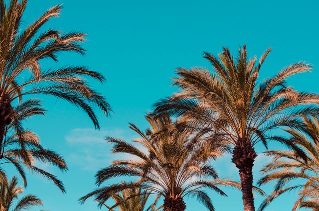 This image of palm trees against a clear blue sky on a sunny day evokes feelings of relaxation and tropical paradise. Perfect for travel brochures, vacation advertisements, or background scenery for beach-themed content.