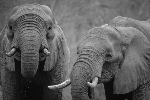 Two African elephants standing close together in a natural habitat, showcasing their wrinkled skin, trunks, and tusks. Ideal for use in wildlife conservation campaigns, educational articles about African wildlife, safari advertisements, and nature-themed photo collections.