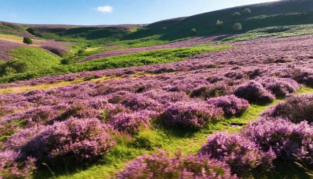 Sunlit heather-covered panoramic moorland valley with vivid purple blooms and green ferns