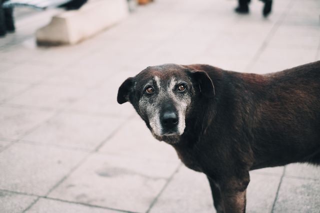 This image features a senior stray dog with a gray snout standing alone on a city sidewalk. The dog's sympathetic look captures attention, making it suitable for use in campaigns to raise awareness for stray animals, animal shelters, or pet adoption programs. The urban setting highlights the environmental aspect, ideal for city life and street photography themes.