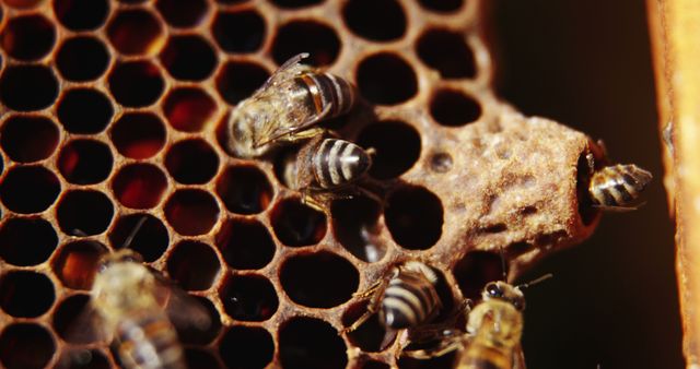 Close-Up of Honey Bees Around Honeycomb in Beehive - Download Free Stock Images Pikwizard.com