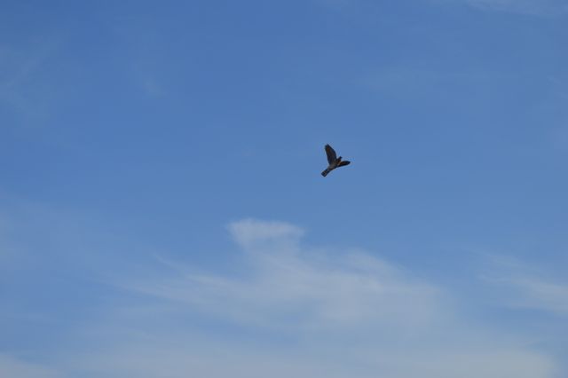 Solitary bird soaring against a clear blue sky, embodying freedom and tranquility. Suitable for nature-related content, inspirational material, backgrounds, and promoting a sense of peace and vastness.
