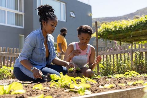 African american family planting seedlings in raised garden bed, urban backyard teamwork