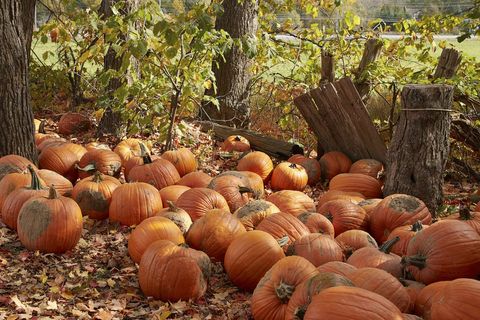 Rustic pumpkin harvest in autumn woodland